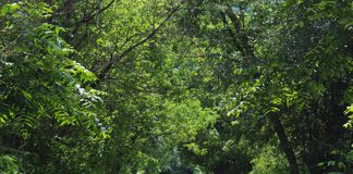 The four-kilometre Jackson Creek Trail in the heart of Peterborough is a popular destination for local residents. Otonabee Conservation is conducting tree removal and bridge restoration work along the trail in October 2018. (Photo: Otonabee Conservation)