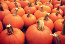 The annual McLean Pumpkinfest is opening this Thanksgiving weekend in Buckhorn, and will be taking place every weekend (Saturday and Sunday) until Sunday, October 28th. (Photo: McLean Berry Farm)