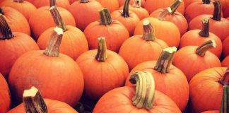 The annual McLean Pumpkinfest is opening this Thanksgiving weekend in Buckhorn, and will be taking place every weekend (Saturday and Sunday) until Sunday, October 28th. (Photo: McLean Berry Farm)