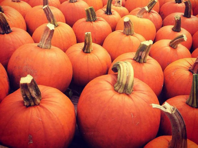 The annual McLean Pumpkinfest is opening this Thanksgiving weekend in Buckhorn, and will be taking place every weekend (Saturday and Sunday) until Sunday, October 28th. (Photo: McLean Berry Farm)