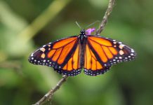 Peterborough residents Carlotta James and Rodney Fuentes are part of a team planning the Monarch Ultra, a 4,300-kilometre relay run through Canada, the United States, and Mexico to raise awareness of the decline of the monarch butterfly, which makes the same journey every fall. The project will also include a documentary film about the run, and the group has launched a crowdfunding campaign to support an initial trip to ensure the planned route is safe. (Photo: Rodney Fuentes)