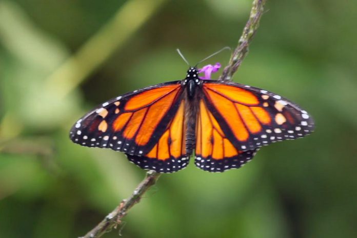 Peterborough residents Carlotta James and Rodney Fuentes are part of a team planning the Monarch Ultra, a 4,300-kilometre relay run through Canada, the United States, and Mexico to raise awareness of the decline of the monarch butterfly, which makes the same journey every fall. The project will also include a documentary film about the run, and the group has launched a crowdfunding campaign to support an initial trip to ensure the planned route is safe. (Photo: Rodney Fuentes)