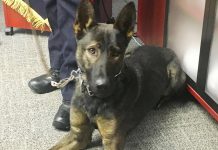 Isaac, the newest canine member of the Peterborough Police Service, has completed seven weeks of his 15-week training regimen side by side with his handler, Constable Bob Cowie. All proceeds from the Rotary Club of Peterborough Kawartha's 2018 Rotary Christmas Auction will fund the acquisition and training of Isaac. (Photo: Paul Rellinger / kawarthaNOW.com)