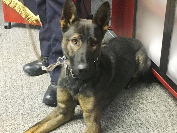 Isaac, the newest canine member of the Peterborough Police Service, has completed seven weeks of his 15-week training regimen side by side with his handler, Constable Bob Cowie. All proceeds from the Rotary Club of Peterborough Kawartha's 2018 Rotary Christmas Auction will fund the acquisition and training of Isaac. (Photo: Paul Rellinger / kawarthaNOW.com)