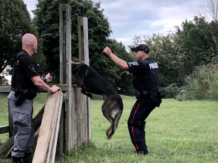 A demonstration of Issac's training. The latest addition to the Peterborough Police Service's K9 Unit, Isaac is expected to be placed on active duty by Christmas. (Photo: Dean Ostrander / Rotary Club of Peterborough Kawartha)