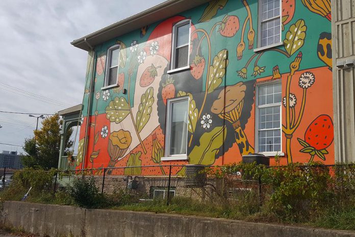 The mural covers the entire east-facing brick façade of the Brock Street building, adjacent to the municipal parking lot. (Photo: Jeannine Taylor / kawarthaNOW.com)