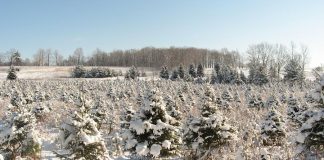 Christmas tree farms are open for business in the Kawarthas. Pictured is a grove of Spruce trees at Barrett's Tree Farm north of Cobourg. (Photo: Barrett's Tree Farm)