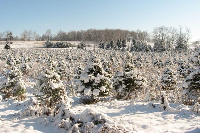 Christmas tree farms are open for business in the Kawarthas. Pictured is a grove of Spruce trees at Barrett's Tree Farm north of Cobourg. (Photo: Barrett's Tree Farm)