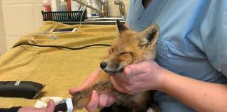 Kawartha Wildlife Centre is one of three organizations in the Kawarthas that won $10,000 from the 2018 Aviva Community Fund. The organization's winning idea is an immersive campaign called the Kawartha Wildlife Coexistence Initiative to educate the public in the City of Kawartha Lakes, Peterborough, and Peterborough County on the benefits of wildlife coexistence. (Photo: Kawartha Wildlife Centre / avivacommunityfund.org)