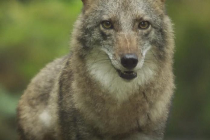 Over the past 100 years, the eastern coyote, or coywolf, has spread from Algonquin Park in Ontario to as far south as Pennsylvania in the U.S.  Researchers estimate the population is now in the millions. (Screenshot from CBC documentary Meet the Coywolf)