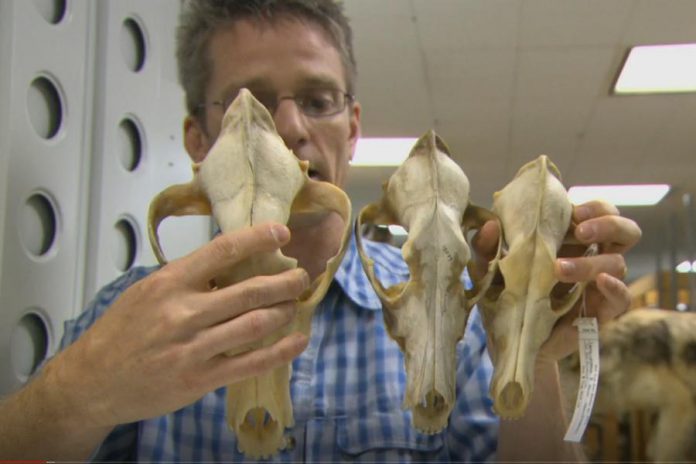 Roland Kays, Curator of Mammals at New York State Museum, compares the skulls of a wolf, the eastern coyote (coywolf), and a western coyote.  Unlike a western coyote, the coywolf's larger jaw and accompanying muscles allows it to attack larger animals such as deer. (Screenshot from CBC documentary Meet the Coywolf)