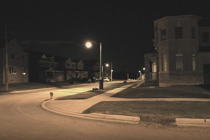 A coywolf walking down the street of a Toronto neighbourhood. The animals, which are omnivores, have integrated themselves into urban areas that provide both cover and easy access to various food sources — including family pets if you don't take precautions. (Screenshot from CBC documentary Meet the Coywolf)