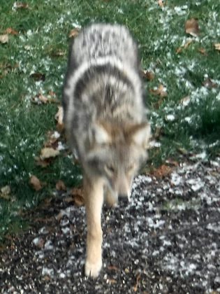 Peterborough resident Rob Wilkes took this photo of a coywolf from the upper floor of his house when it came into his backyard. (Photo courtesy of Rob Wilkes)