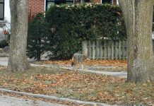 Peterborough resident Rob Wilkes took this photo earlier in November 2018 of an eastern coyote walking down a sidewalk on Waterford Street near downtown Peterborough, across the Otonabee River from Rotary Park. Also known as a coywolf, the animal originated as a coyote-wolf hybrid 100 years ago in Algonquin Park, and has since also bred with domesticated dogs. (Photo courtesy of Rob Wilkes)