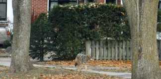 Peterborough resident Rob Wilkes took this photo earlier in November 2018 of an eastern coyote walking down a sidewalk on Waterford Street near downtown Peterborough, across the Otonabee River from Rotary Park. Also known as a coywolf, the animal originated as a coyote-wolf hybrid 100 years ago in Algonquin Park, and has since also bred with domesticated dogs. (Photo courtesy of Rob Wilkes)