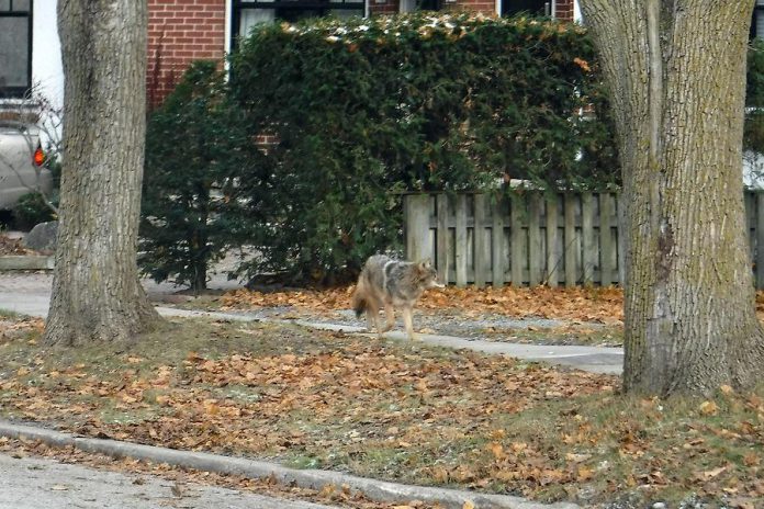 Peterborough resident Rob Wilkes took this photo earlier in November 2018 of an eastern coyote walking down a sidewalk on Waterford Street near downtown Peterborough, across the Otonabee River from Rotary Park. Also known as a coywolf, the animal originated as a coyote-wolf hybrid 100 years ago in Algonquin Park, and has since also bred with domesticated dogs. (Photo courtesy of Rob Wilkes)