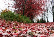 Fallen leaves make for a beautiful sight in the Heritage Park neighbourhood in Peterborough. Leaves left on the ground over the winter are also beneficial for protecting plants and providing overwintering sites for insects and hibernating animals. (Photo: Karen Halley)