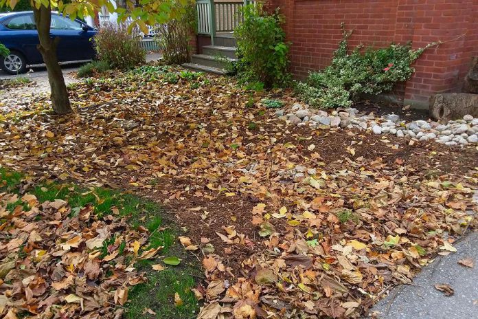No-dig gardening maintains the soil ecosystem by adding layers of leaves, cardboard, lawn clippings, and newspaper, rather than digging into pre-existing lawn, to create a garden. (Photo: Heather Ray)