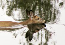 A video of this deer swimming in a river near Buckhorn was the top post on our Instagram for October 2018. (Photo: The Highlands Cottages @thehighlandscottages / Instagram)