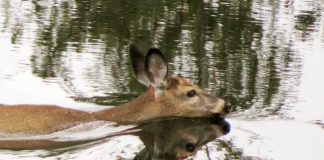 A video of this deer swimming in a river near Buckhorn was the top post on our Instagram for October 2018. (Photo: The Highlands Cottages @thehighlandscottages / Instagram)