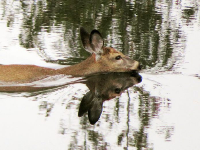 A video of this deer swimming in a river near Buckhorn was the top post on our Instagram for October 2018. (Photo: The Highlands Cottages @thehighlandscottages / Instagram)