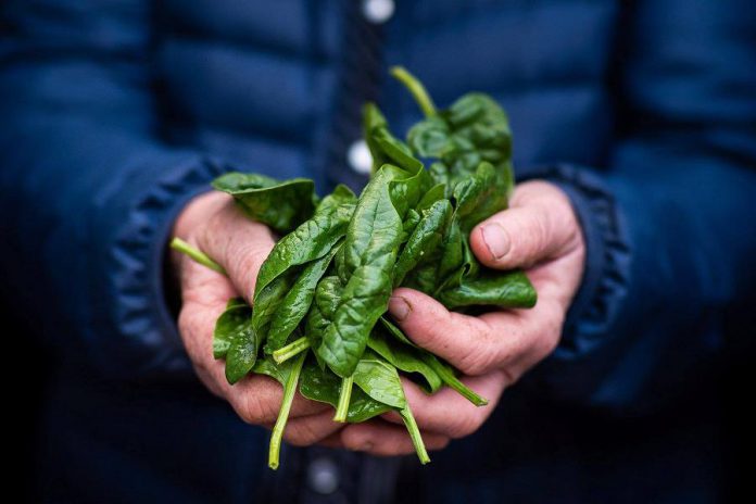 A promotional photo for the winter location of the Peterborough Regional Farmers' Market, which moves indoors to the lower level of Peterborough Square starting November 3. The winter market features 21 primary producers, along with 13 prepared food vendors, and nine artisans. (Photo: 79 Development / Peterborough Regional Farmers' Market)