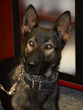Isaac is a German Shepherd/Belgian Malinois mix who is in training to become the newest member of the Peterborough Police Service's Canine Unit, thanks to support from the Rotary Club of Peterborough Kawartha. (Photo:  Rotary Club of Peterborough Kawartha)