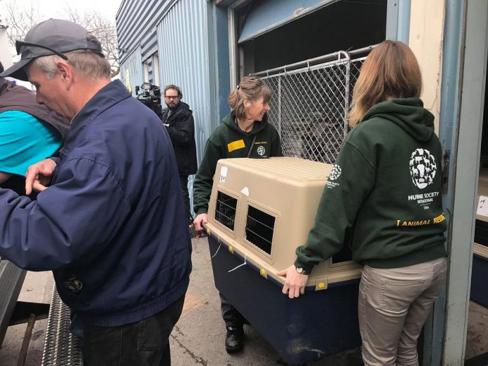 Volunteers with the Peterborough Humane Society travelled to Montreal on April 13, 2018 to pick up 15 dogs rescued from a Korean meat farm. (Photo courtesy of Peterborough Humane Society) 