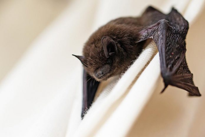 After a local woman was bitten by a rabid bat, the Haliburton, Kawartha, Pine Ridge District (HKRP) Health Unit reminded residents on August 21, 2018 to take precautions against rabies.