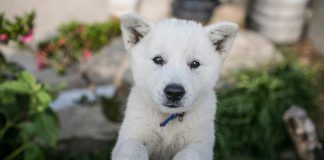 Our top story for 2018 was the Peterborough Humane Society's transfer in April of 15 dogs of different breeds (including the Norweigan Elk Hound, Tossa, and Korean Jindo) from Montreal to Peterborough for adoption, part of a group of 80 dogs that Humane Society International rescued from a Korean meat farm, where they lived in terrible conditions and were fated to be slaughtered. This photo of a Korean Jindo pup, a breed of hunting dog that originated on Jindo (an island just southwest of the Korean Peninsula) was part of a 2014 story on the breed in The New York Times. (Photo: Jean Chung for The New York Times)