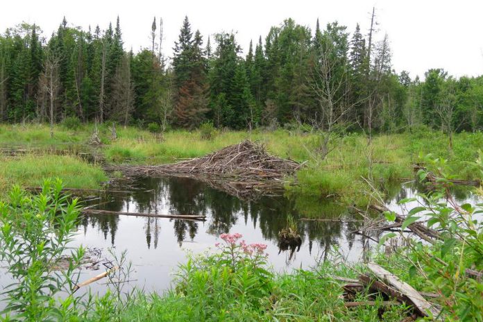 The property includes a swamp that is part of a 183-acre Provincially Significant Wetland. (Photo courtesy of Kawartha Land Trust)