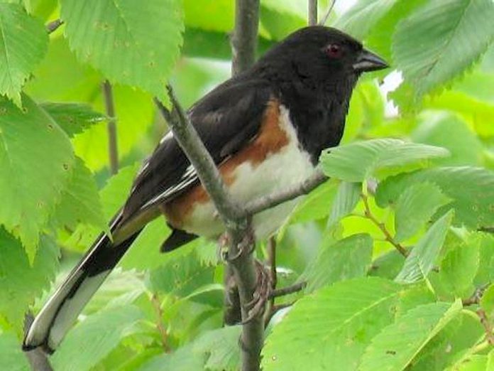 The loss of scrubland habitat due to human activities such as brush clearing and agricultural production reduced the population of the Eastern Towhee by 49 per cent in the last 50 years. (Photo:  KLT volunteer Steve Paul)