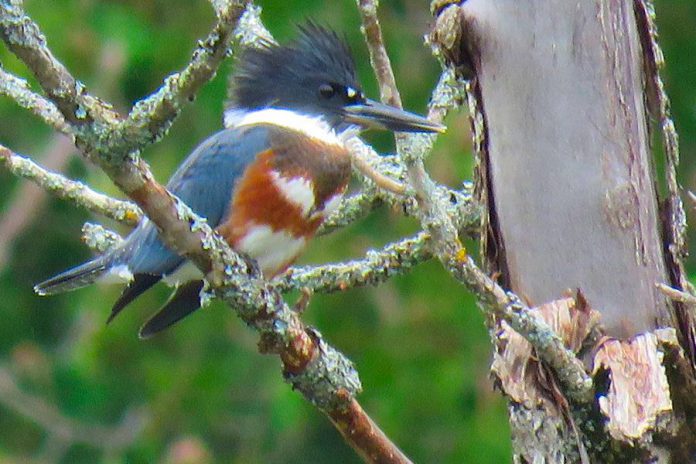 Belted kingfishers (pictured), hooded mergansers, and painted turtles inhabit the swampy area of the Cation property. (Photo:  KLT volunteer Steve Paul)