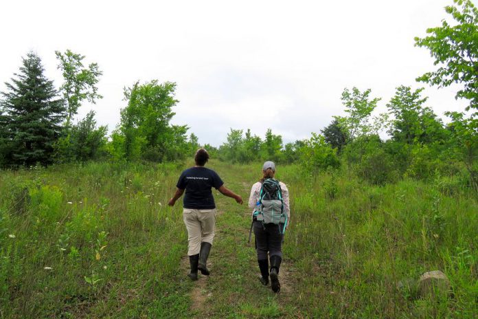 A trail system passes through the grasslands and meadows of the of the Cation property. After the trails are marked, they will open for passive recreational use by the public such as hiking in 2019. (Photo:  KLT volunteer Steve Paul)