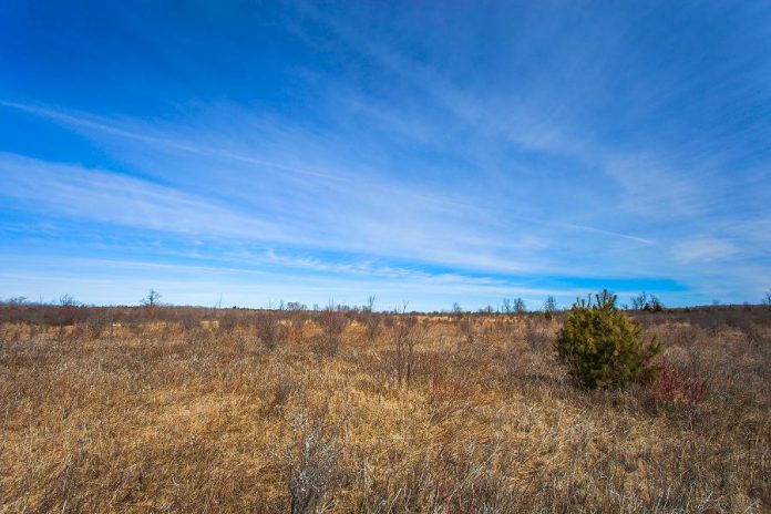 Over the past century, the forested areas were cleared by logging resulting in pasture grasslands where cattle once grazed. (Photo: KLT volunteer Andy Holden)