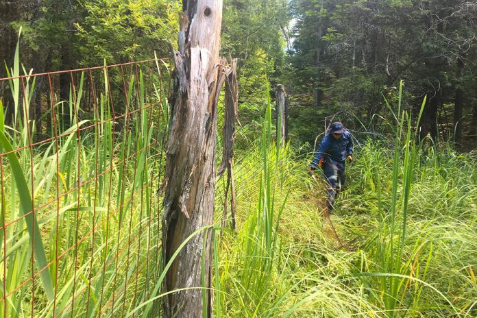 A volunteer removes some of the old wire fencing used by a previous owner to enclose the property.  Wildlife organizations will repurpose the fencing for new enclosures and other projects. (Photo courtesy of Kawartha Land Trust)