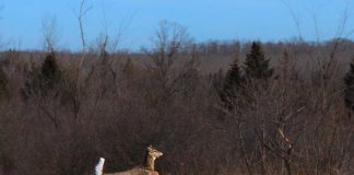 A white-tailed deer at the Cation Wildlife Preserve, one of many species of wildlife that use the 669-acre property as a natural corridor. Now that David and Sharon Cation have donated the property to Kawartha Land Trust, it will be protected in perpetuity from the kind of development over the last century that saw its old-growth forest destroyed and a reduction of the area's biodiversity. (Photo: KLT volunteer Andy Holden)