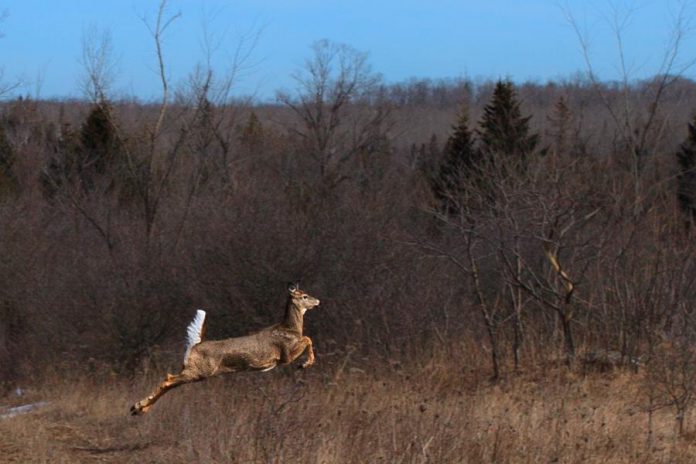 A white-tailed deer at the Cation Wildlife Preserve, one of many species of wildlife that use the 669-acre property as a natural corridor. Now that David and Sharon Cation have donated the property to Kawartha Land Trust, it will be protected in perpetuity from the kind of development over the last century that saw its old-growth forest destroyed and a reduction of the area's biodiversity. (Photo: KLT volunteer Andy Holden)