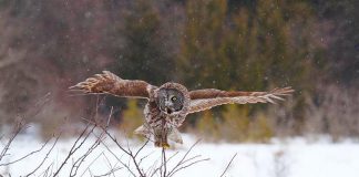 You and your family might catch a glimpse of a Great Grey Owl during "Christmas at Ken Reid" on Saturday, December 8, 2018 at the Ken Reid Conservation Area north of Lindsay. The free day-long event features activities for the entire family, including interactive Indigenous storytelling and drumming, guided interpretive family hike, live music, an interactive wildlife show, kids' indoor and outdoor crafts, horse-drawn wagon rides, and more. (Photo: Mark Majchrowski / Kawartha Conservation)