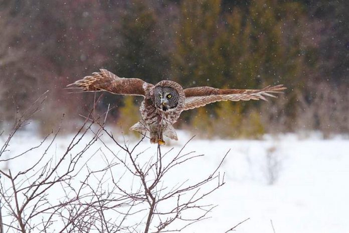 You and your family might catch a glimpse of a Great Grey Owl during "Christmas at Ken Reid" on Saturday, December 8, 2018 at the Ken Reid Conservation Area north of Lindsay. The free day-long event features activities for the entire family, including interactive Indigenous storytelling and drumming, guided interpretive family hike, live music, an interactive wildlife show, kids' indoor and outdoor crafts, horse-drawn wagon rides, and more. (Photo: Mark Majchrowski / Kawartha Conservation)