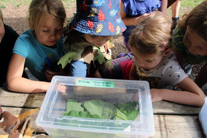 Children at GreenUP Ecology Park in Peterborough observe Monarch caterpillars collected as part of Monarch Watch, a North American citizen science project that tracks tagged Monarchs from across the continent along their migration route. (Photo: Karen Halley)