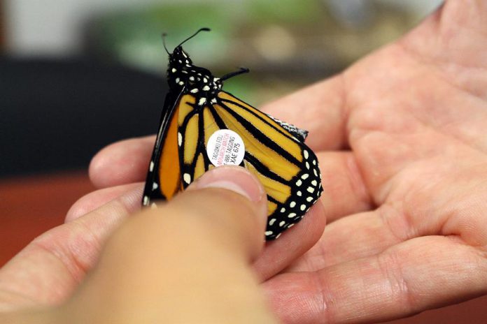 After being collected as a caterpillar, and cared for until it's final transition into a butterfly, an adult monarch is tagged and then released outside the GreenUP Store, for its long migration to Mexico. (Photo: Karen Halley)