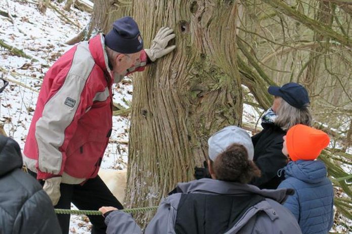 Property owner Bob Hartley examines an old-growth cedar tree at Pine Ridge. Some of the trees on the property are estimated to be up to 215 years old, the oldest in the Kawarthas Lakes. (Photo courtesy of Kawartha Land Trust)