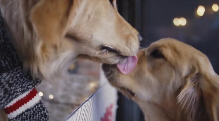 Archie and Sadie, who belong to Rhonda Barnet and Don Barnet of Peterborough, appear in the video.  (Screenshot)