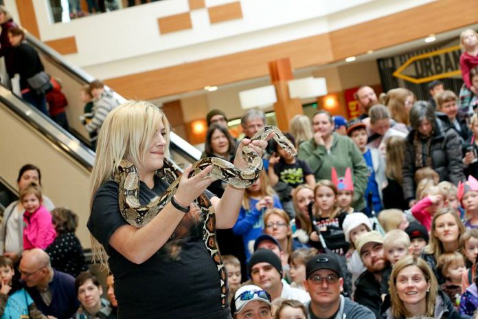 Jungle Cat World brought some very interesting critters to Peterborough Family Literacy Day 2017, allowing kids to interact with the animals. The 2019 free event, which promotes a love of reading by children, happens Saturday, January 26, 9 a.m. to noon, at the downtown mall.  (Photo: Peter Rellinger)