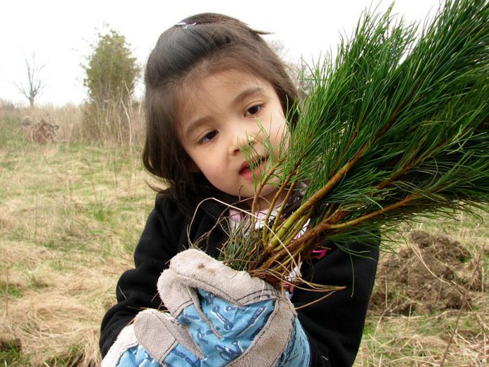 Available to landowners within the Otonabee Region watershed, Otonabee Conservation's Tree Seedling Sales Program encourages people to enhance their properties and the natural environment. When placed strategically around a single-family home, trees can cut summer air conditioning needs by up to 50 per cent. (Photo courtesy of Otonabee Conservation)