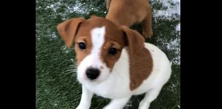 One of the Jack Russell/Chihuahua puppies available for adoption from the Humane Society of Kawartha Lakes in Lindsay. (Photo: Humane Society of Kawartha Lakes / Facebook)