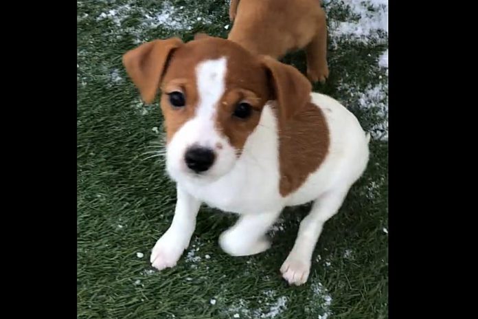 One of the Jack Russell/Chihuahua puppies available for adoption from the Humane Society of Kawartha Lakes in Lindsay. (Photo: Humane Society of Kawartha Lakes / Facebook)