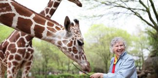 "The Woman Who Loves Giraffes", a biographical documentary in which Canadian biologist Dr. Anne Innis Dagg re-traces the steps of her groundbreaking 1956 journey to South Africa to study giraffes in the wild, is one of the 70 films screening at the 2019 ReFrame Film Festival in downtown Peterborough. The film will be shown on Saturday, January 26th at Showplace Performance Centre. Dr. Dagg, pictured here feeding giraffes at Chicago's Brookfield Zoo, will be attending the ReFrame screening. (Photo: Elaisa Vargas)