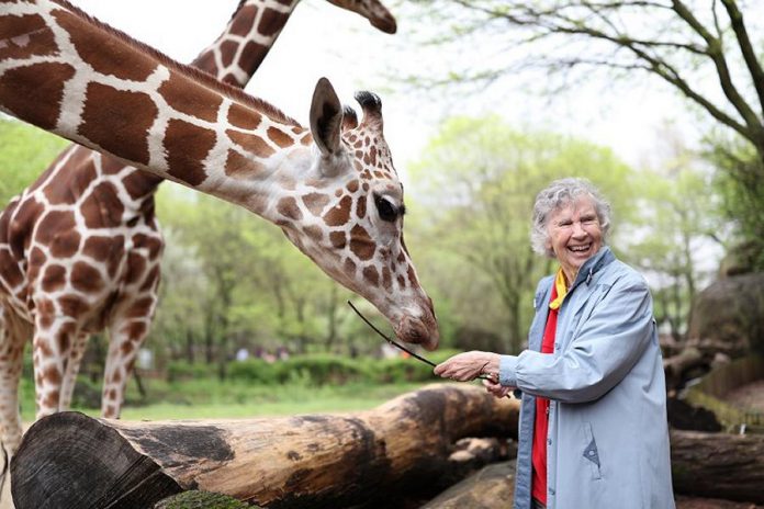 "The Woman Who Loves Giraffes", a biographical documentary in which Canadian biologist Dr. Anne Innis Dagg re-traces the steps of her groundbreaking 1956 journey to South Africa to study giraffes in the wild, is one of the 70 films screening at the 2019 ReFrame Film Festival in downtown Peterborough. The film will be shown on Saturday, January 26th at Showplace Performance Centre. Dr. Dagg, pictured here feeding giraffes at Chicago's Brookfield Zoo, will be attending the ReFrame screening. (Photo: Elaisa Vargas)